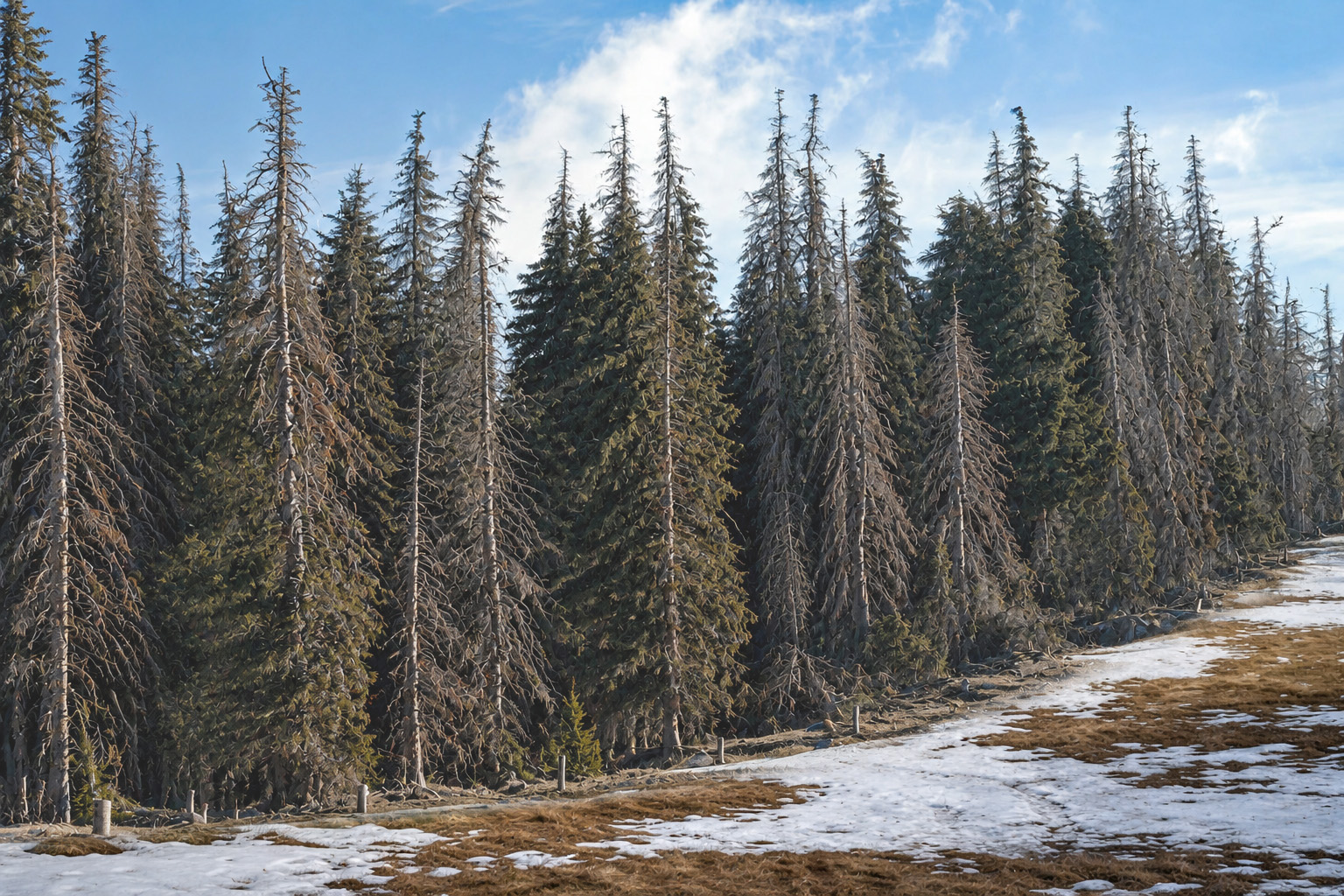 Sapins morts sous la neige