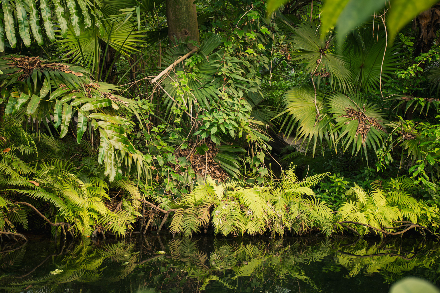 marais et crocodile